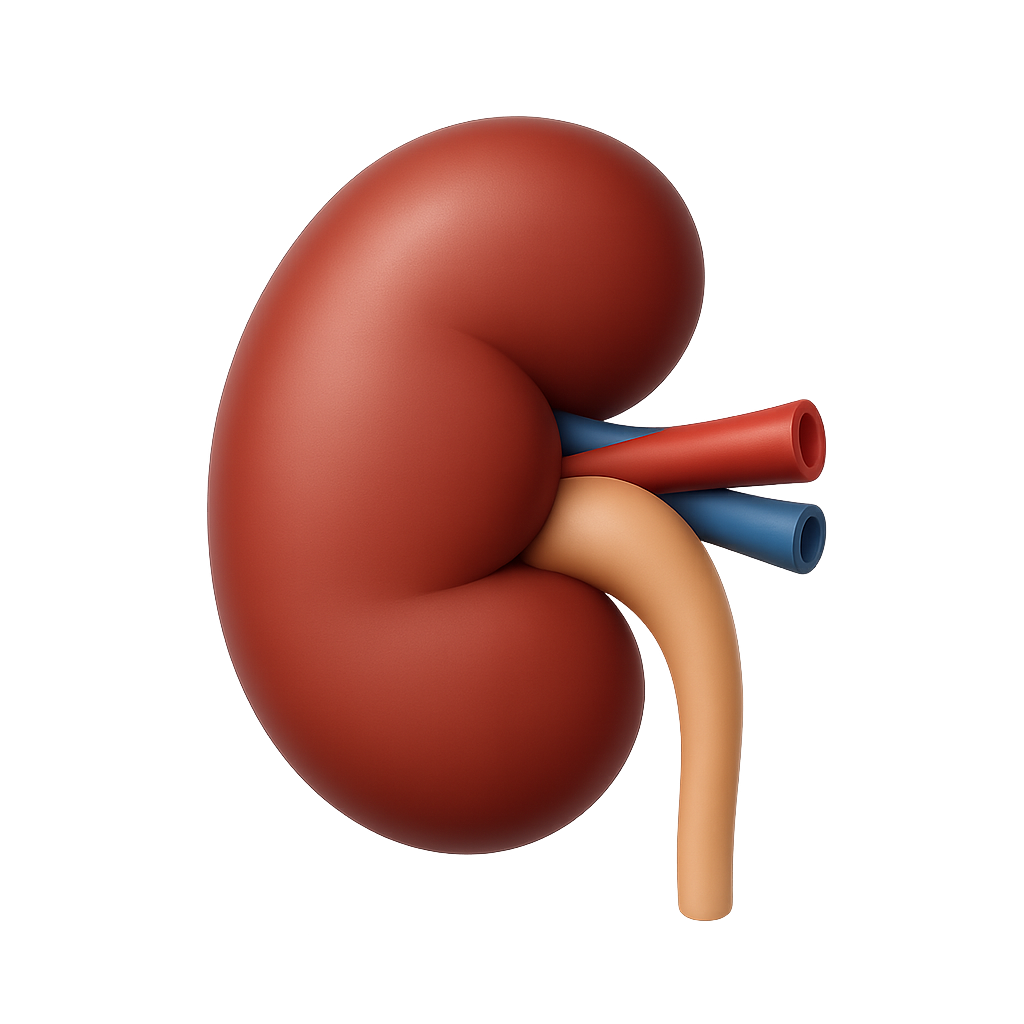 Kidney
