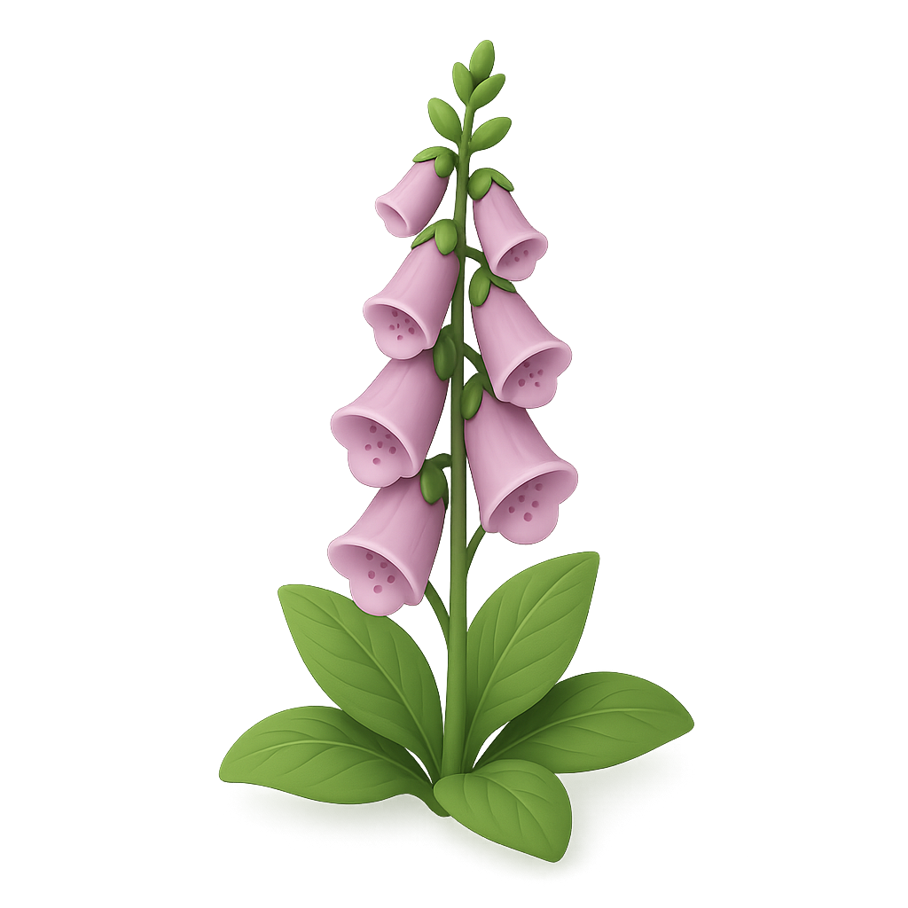 Foxglove