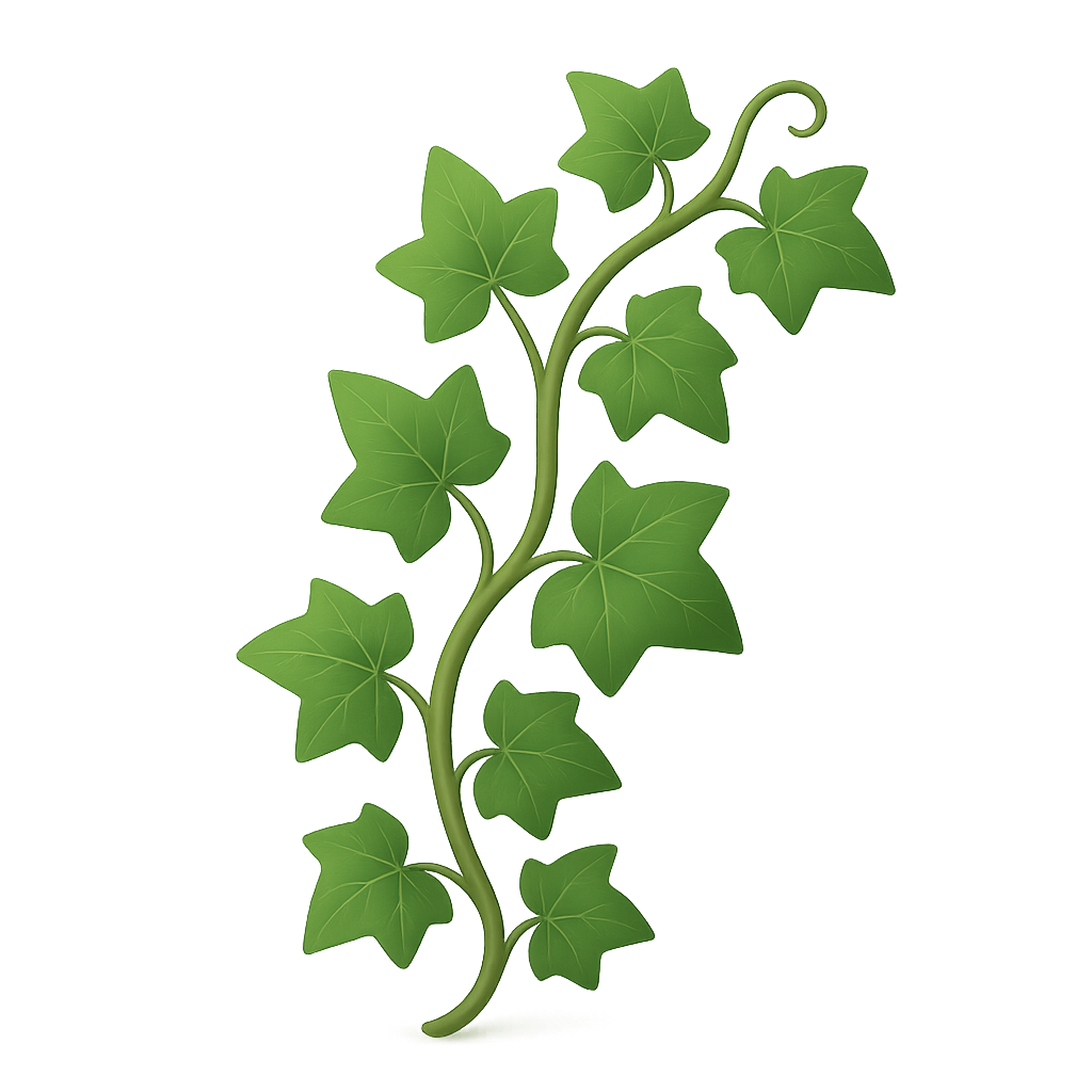 Ivy Vine