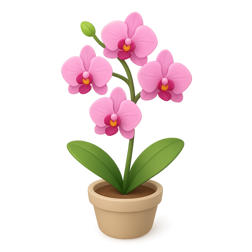 Orchid