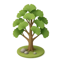 Ginkgo Tree