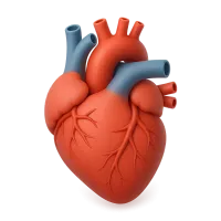 Human Heart