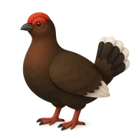 Grouse