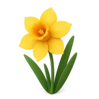 Daffodil