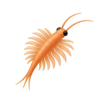 Brine Shrimp