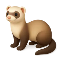 Ferret