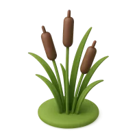 Cattail