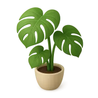 Monstera