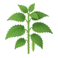 Stinging Nettle