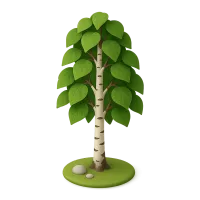 Birch Tree