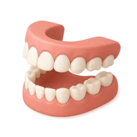 Teeth