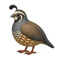 Quail