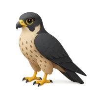 Falcon