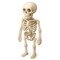 Human Skeleton
