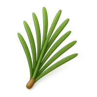 Pine Needle Cluster