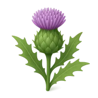 Thistle