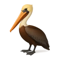 Pelican