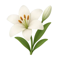 White Lily