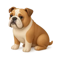 Bulldog